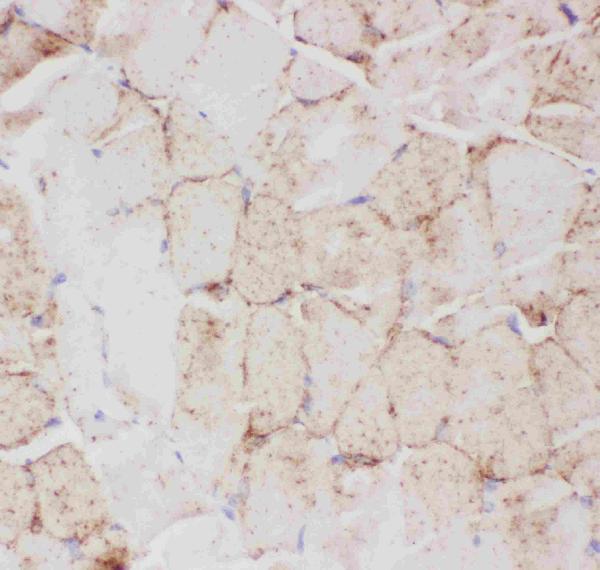 IHC analysis of GLUT4 using anti-GLUT4 antibody (PB9109). GLUT4 was detected in paraffin-embedded section of mouse skeletal muscle tissues. Heat mediated antigen retrieval was performed in citrate buffer (pH6, epitope retrieval solution) for 20 mins. The tissue section was blocked with 10% goat serum. The tissue section was then incubated with 1μg/ml rabbit anti-GLUT4 Antibody (PB9109) overnight at 4°C. Biotinylated goat anti-rabbit IgG was used as secondary antibody and incubated for 30 minutes at 37°C. The tissue section was developed using Strepavidin-Biotin-Complex (SABC)(Catalog # SA1022) with DAB as the chromogen.