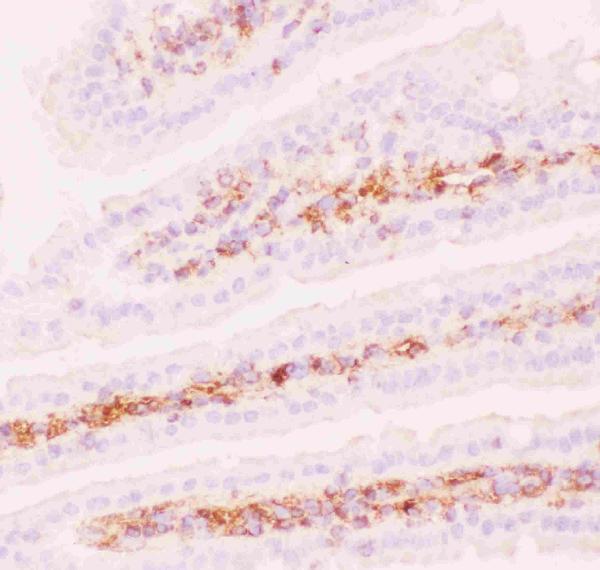 Anti-P Glycoprotein Picoband antibody, RP1034-1.JPG IHC(F): Mouse Intestine Tissue