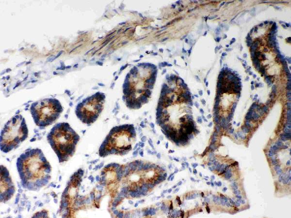 Anti-Hsp60 Picoband antibody, PB9337, IHC(P) IHC(P): Mouse Intestine Tissue