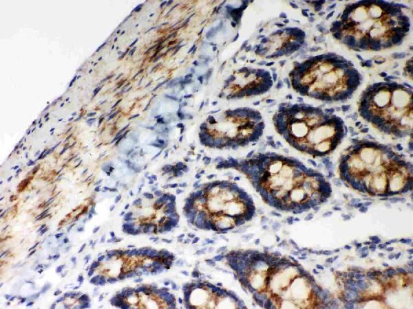 Anti-Hsp60 Picoband antibody, PB9337, IHC(P) IHC(P): Rat Intestine Tissue