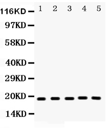 Anti-Caspase-2 Picoband antibody, PB9368, Western blotting