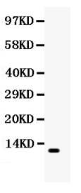 Western blot analysis of CCL4 using anti-CCL4 antibody (PB9572).