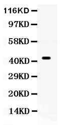 Western blot analysis of Cdc37 using anti-Cdc37 antibody (PB9574).