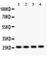 Western blot analysis of Flt-3ligand using anti-Flt-3ligand antibody (PB9588).