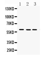 Western blot analysis of FMO3 using anti-FMO3 antibody (PB9590).