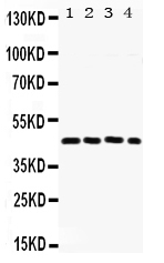 Western blot analysis of FRA2 using anti-FRA2 antibody (PB9591).