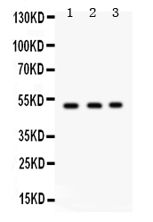 Western blot analysis of FUT1 using anti-FUT1 antibody (PB9593).