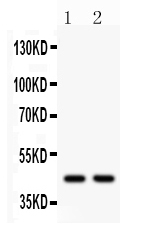 Western blot analysis of WNT3 using anti-WNT3 antibody (PB9619).