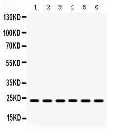 Western blot analysis of HMG4 using anti-HMG4 antibody (PB9633).