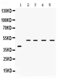 Western blot analysis of IRF2 using anti-IRF2 antibody (PB9645).