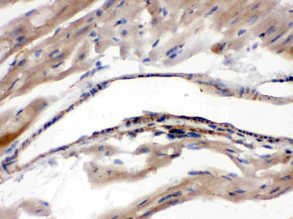 IHC analysis of MAOA using anti-MAOA antibody (PB9664).