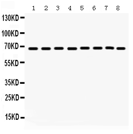 Western blot analysis of SHP2 using anti-SHP2 antibody (PB9675).