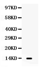 Western blot analysis of Lymphotactin using anti-Lymphotactin antibody (PB9681).