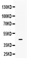 Western blot analysis of B3GNT8 using anti-B3GNT8 antibody (PB9686).