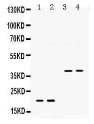 Western blot analysis of BMP-2 using anti-BMP-2 antibody (PB9687).