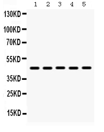 Western blot analysis of BMP-4 using anti-BMP-4 antibody (PB9688).