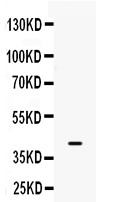 Western blot analysis of BMP6 using anti-BMP6 antibody (PB9690).