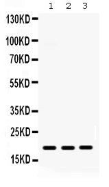 Western blot analysis of CXCL9 using anti-CXCL9 antibody (PB9694).