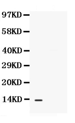 Western blot analysis of CXCL13 using anti-CXCL13 antibody (PB9697). Electrophoresis was performed on a 5-20% SDS-PAGE gel at 70V (Stacking gel) / 90V (Resolving gel) for 2-3 hours. The sample well of each lane was loaded with 50ug of sample under reducing conditions. Lane : HELA whole cell lysates. After Electrophoresis, proteins were transferred to a Nitrocellulose membrane at 150mA for 50-90 minutes. Blocked the membrane with 5% Non-fat Milk/ TBS for 1.5 hour at RT. The membrane was incubated with rabbit anti-CXCL13 antigen affinity purified polyclonal antibody (Catalog # PB9697) at 0.5 μg/mL overnight at 4°C, then washed with TBS-0.1%Tween 3 times with 5 minutes each and probed with a goat anti-rabbit IgG-HRP secondary antibody at a dilution of 1:10000 for 1.5 hour at RT. The signal is developed using an Enhanced Chemiluminescent detection (ECL) kit (Catalog # EK1002) with Tanon 5200 system. A specific band was detected for CXCL13 at approximately 13KD. The expected band size for CXCL13 is at 13KD.