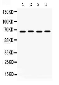 Western blot analysis of Pea3 using anti-Pea3 antibody (PB9699).