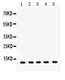 Western blot analysis of FXYZ1 using anti-FXYZ1 antibody (PB9704).