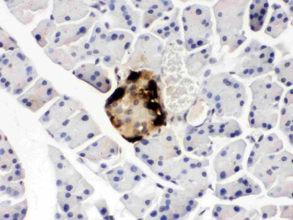 IHC analysis of GLP1 using anti-GLP1 antibody (PB9705). GLP1 was detected in paraffin-embedded section of mouse pancreas tissues. Heat mediated antigen retrieval was performed in citrate buffer (pH6, epitope retrieval solution) for 20 mins. The tissue section was blocked with 10% goat serum. The tissue section was then incubated with 1μg/ml rabbit anti-GLP1 Antibody (PB9705) overnight at 4°C. Biotinylated goat anti-rabbit IgG was used as secondary antibody and incubated for 30 minutes at 37°C. The tissue section was developed using Strepavidin-Biotin-Complex (SABC)(Catalog # SA1022) with DAB as the chromogen.