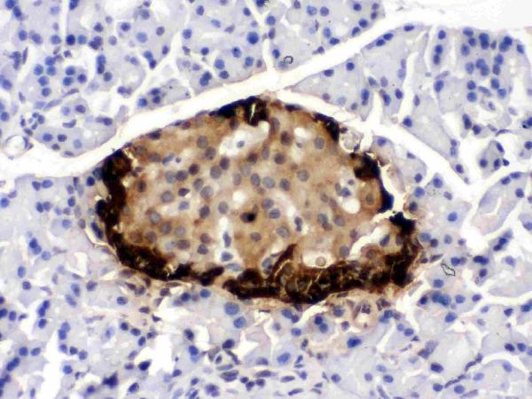 IHC analysis of GLP1 using anti-GLP1 antibody (PB9705). GLP1 was detected in paraffin-embedded section of rat pancreas tissues. Heat mediated antigen retrieval was performed in citrate buffer (pH6, epitope retrieval solution) for 20 mins. The tissue section was blocked with 10% goat serum. The tissue section was then incubated with 1μg/ml rabbit anti-GLP1 Antibody (PB9705) overnight at 4°C. Biotinylated goat anti-rabbit IgG was used as secondary antibody and incubated for 30 minutes at 37°C. The tissue section was developed using Strepavidin-Biotin-Complex (SABC)(Catalog # SA1022) with DAB as the chromogen.