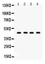 Western blot analysis of GJC2 using anti-GJC2 antibody (PB9706).