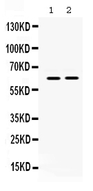 Western blot analysis of LOXL1 using anti-LOXL1 antibody (PB9719).