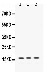 Western blot analysis of MGST1 using anti-MGST1 antibody (PB9723).