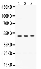 Western blot analysis of OMG using anti-OMG antibody (PB9730).