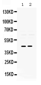 Western blot analysis of Pax2 using anti-Pax2 antibody (PB9734).