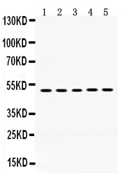 Western blot analysis of Syndecan-1 using anti-Syndecan-1 antibody (PB9743).