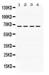 Western blot analysis of NUR77 using anti-NUR77 antibody (PB9766).