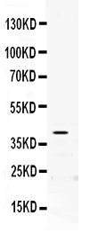 Western blot analysis of PON2 using anti-PON2 antibody (PB9779).