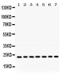 Western blot analysis of RALB using anti-RALB antibody (PB9795).