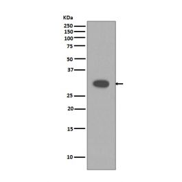 Anti Caspase 3 Rabbit Monoclonal Antibody M 5 Bosterbio