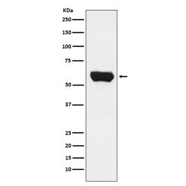 Anti-Lck Monoclonal Antibody