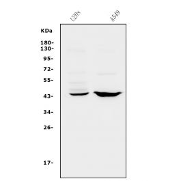 Anti-CXCR2 Antibody Picoband™| Bosterbio