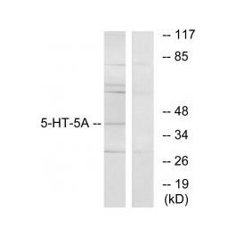 5-hydroxytryptamine Receptor 5A/5-HT-5A Antibody