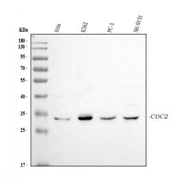 Pa1544 Cdc2 Primary Antibodies Wb Testing 1 