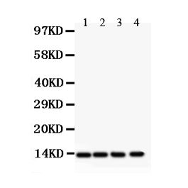 Anti Pdgf Beta Pdgfb Antibody Picoband Bosterbio Pb9311