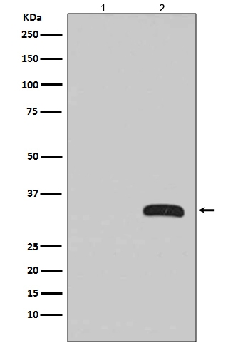 Western blot analysis of GFP fusion protein expression in (1) 293T cell lysate; (2) 293T cell transfected GFP fusion protein with GFP Antibody(HRP conjugated).