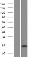 SPANX (SPANXC) Human Over-expression Lysates