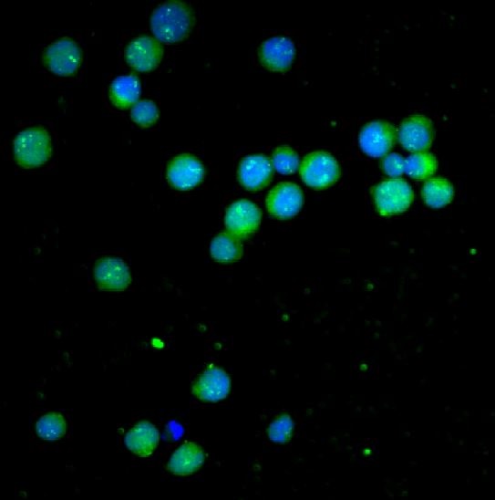 Immunofluorescent analysis of Jurkat cells, using Bcl-2 Antibody