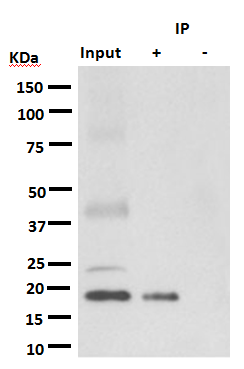 KRAS+HRAS+NRAS was immunoprecipitated from 1mg of A549 whole cell lysate. A549 whole cell lysate 10ug (Input). The second antibody be without interference from denatured IgG.