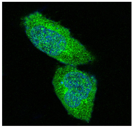 Western blot analysis of ERK1/2 Antibody expression in HepG2 whole cell lysates.