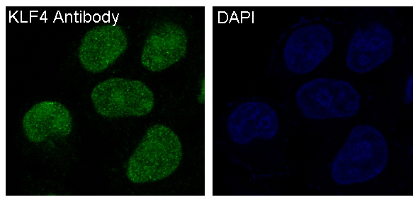 Immunofluorescent analysis of HeLa cells, using KLF4 Antibody.