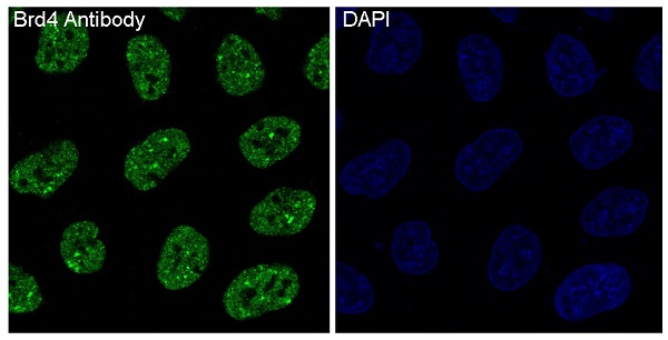 Immunofluorescent analysis of HeLa cells, using Brd4 Antibody.