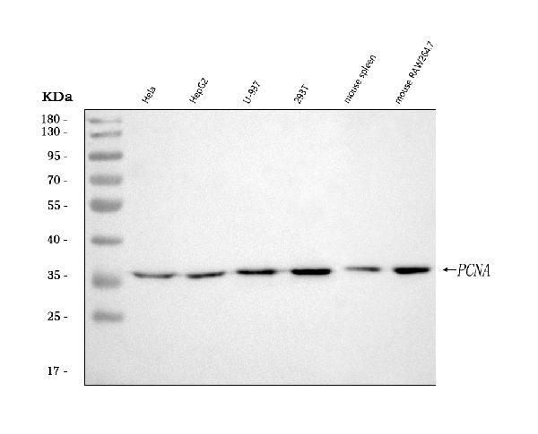 Western blot analysis of PCNA expression in (1) HeLa cell lysate; (2) HepG2 whole cell lysate; (3) U937 whole cell lysate; (4) 293T whole cell lysate; (5) Mouse spleen lysate; (6) Mouse RAW264.7 cell lysate with PCNA Antibody.